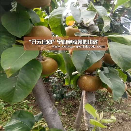 开云首页